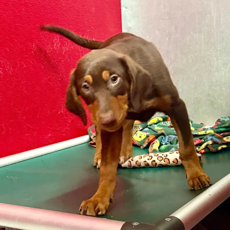 Penelope thumbnail 5