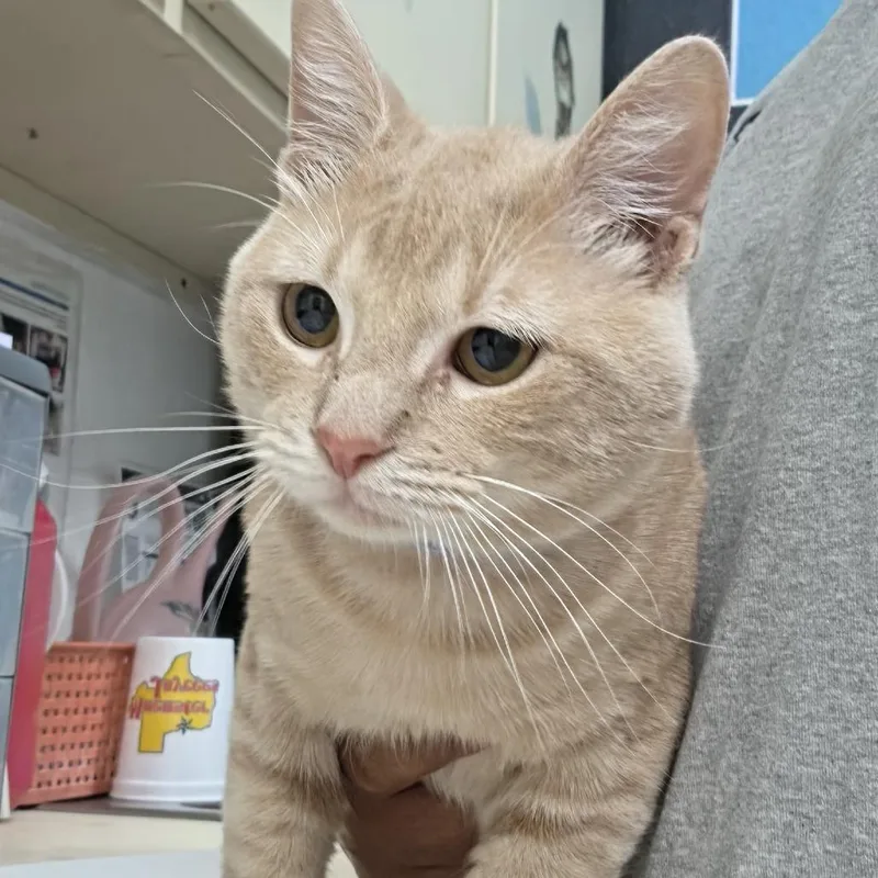 A young medium-sized male Buff / Tan / Fawn Domestic Short Hair cat named Cheese for adoption in Ardmore, OK