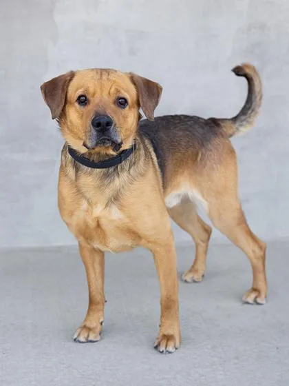 An adult large-sized male Mixed Breed dog named Sid for adoption in Longmont, CO