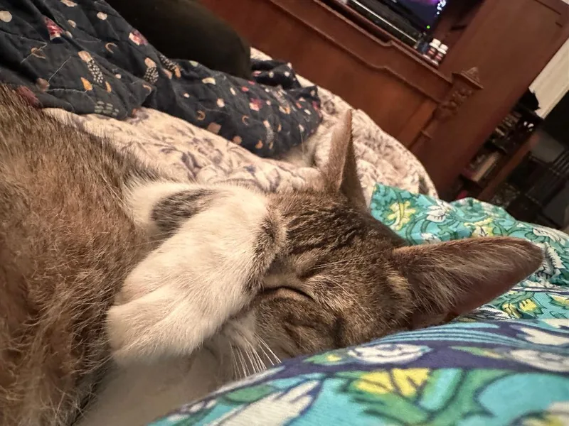 Sassie Bassie thumbnail 2