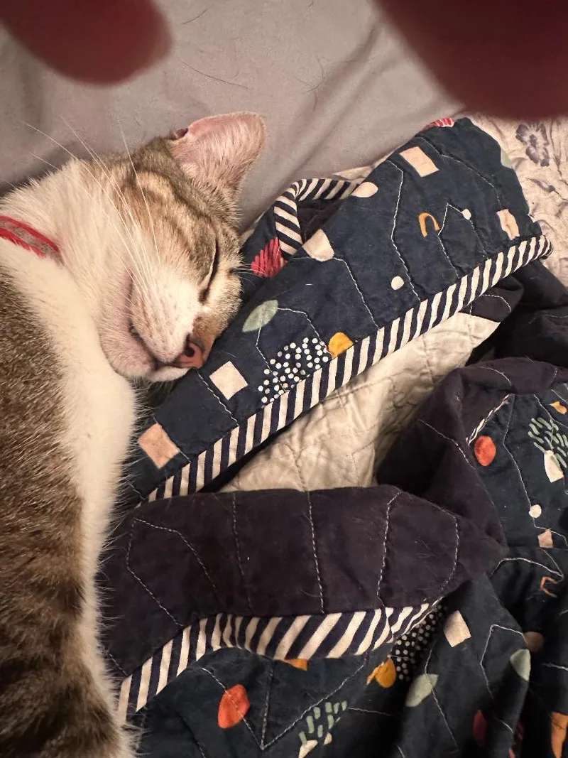 Sassie Bassie thumbnail 3