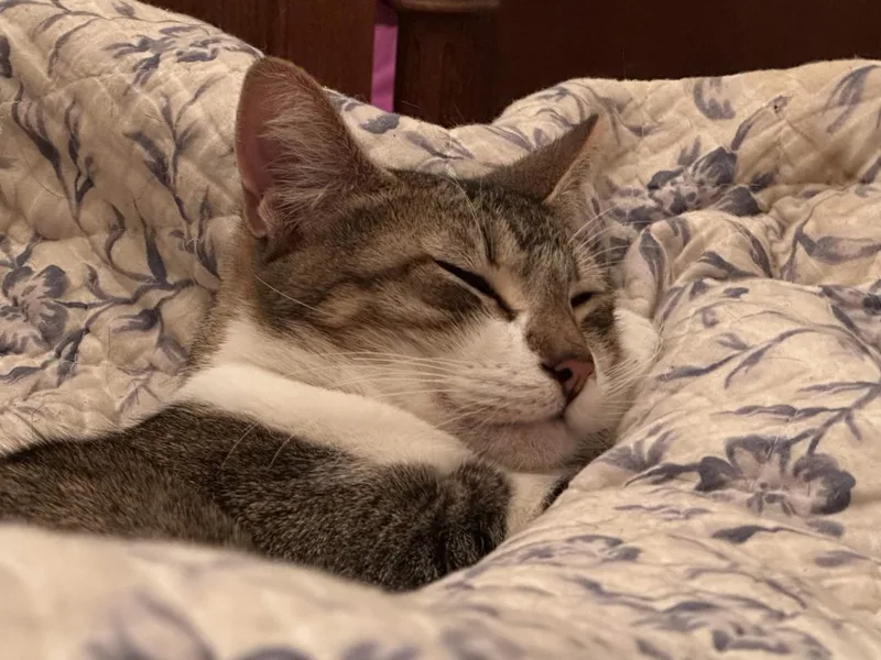 Sassie Bassie thumbnail 4