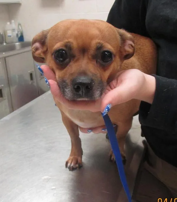An adult medium-sized female Chihuahua dog named Peanut for adoption in Marietta, GA