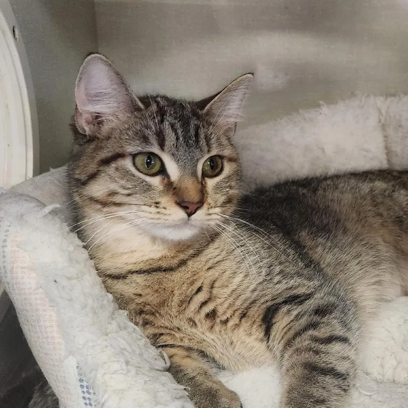 A young medium-sized female Brown / Chocolate Domestic Short Hair cat named Fiddlehead for adoption in St. Paul, MN