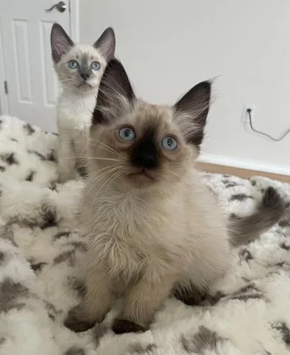 A baby small-sized male Siamese cat named Lestat for adoption in Fort Worth, TX