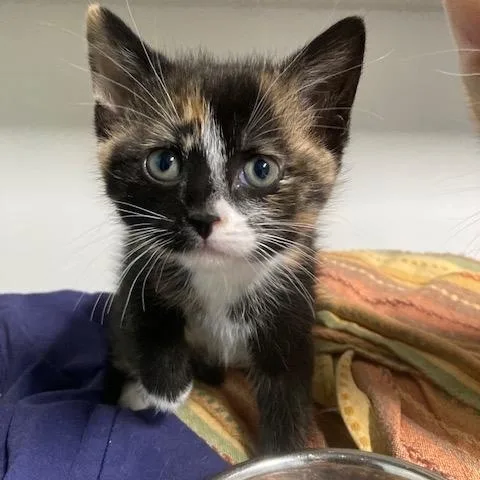 A baby medium-sized male Orange & White Domestic Short Hair cat named Shannon's Litter Of for adoption in Watkinsville, GA