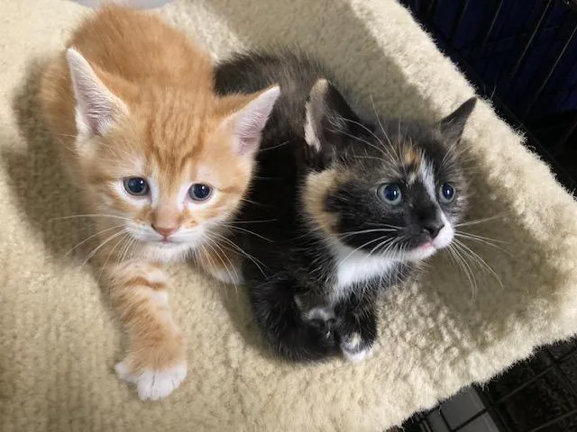 Shannon's Litter Of thumbnail 2