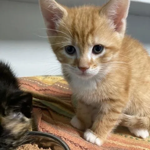Shannon's Litter Of thumbnail 3