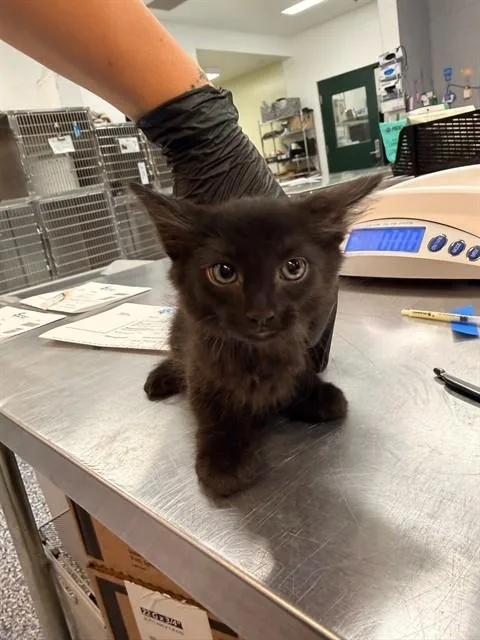 A baby small-sized male Domestic Short Hair cat named Bitsy for adoption in Thousand Palms, CA