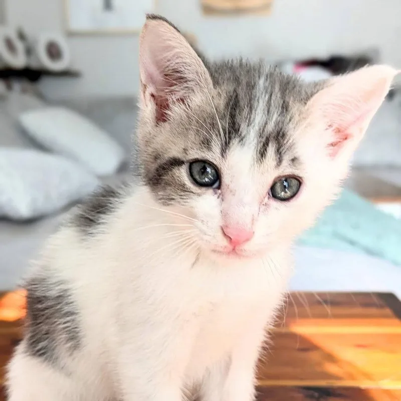 A baby small-sized male White Domestic Short Hair cat named Jax for adoption in Voorhees, NJ