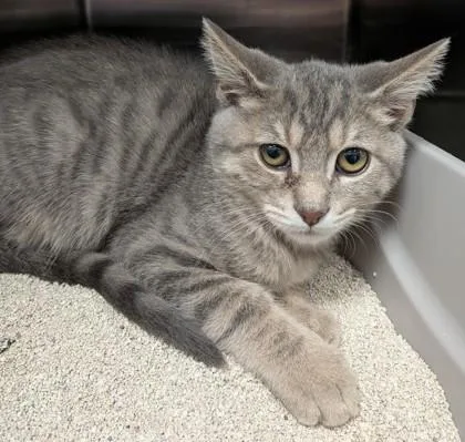 A baby small-sized male Domestic Short Hair cat named Badger for adoption in Fishers, IN