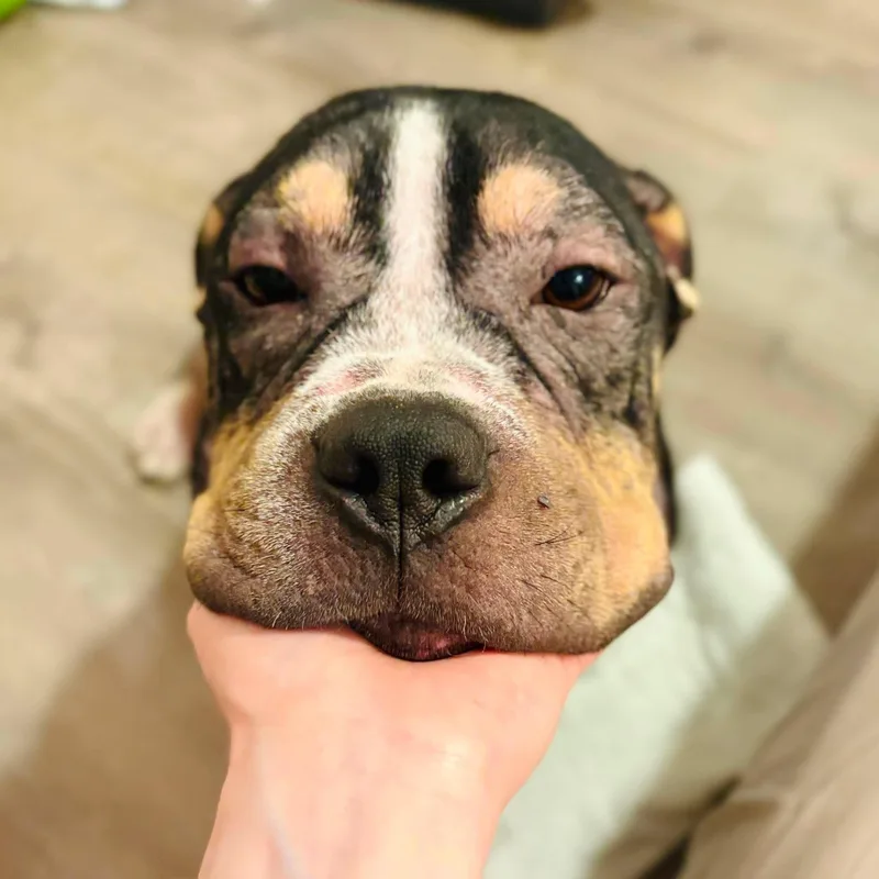 An adult large-sized male Pit Bull Terrier dog named Bear for adoption in Arlee, MT