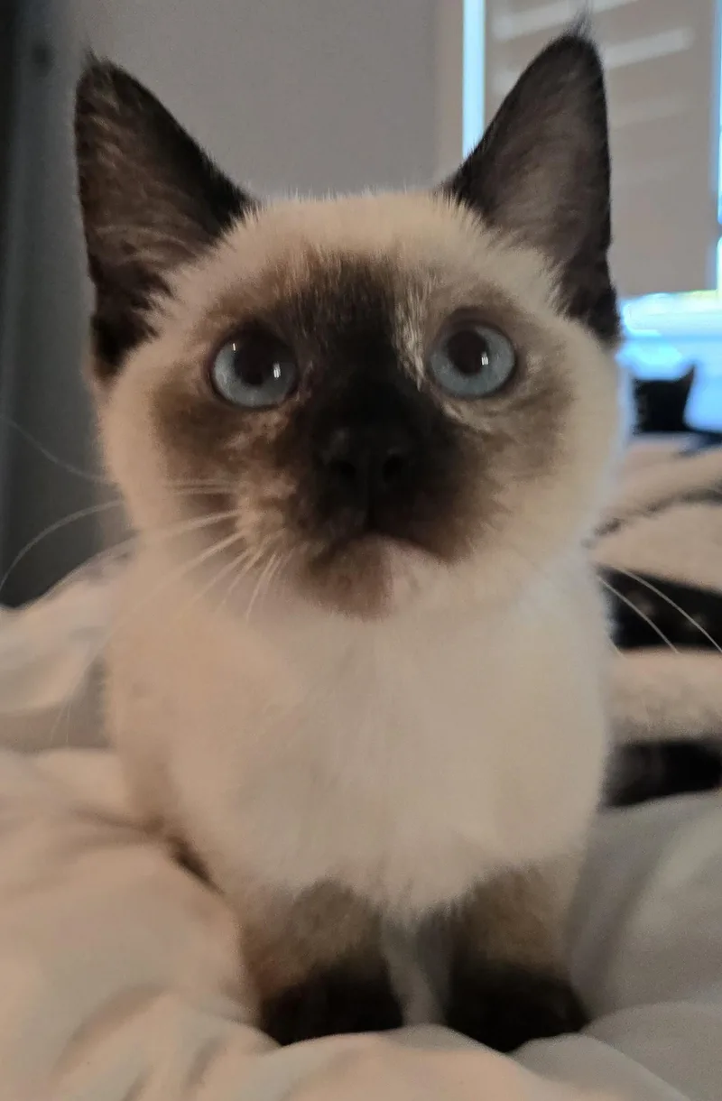 Zelda