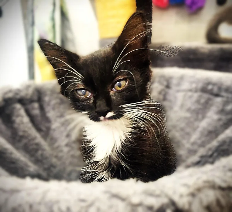 A baby medium-sized female Black & White / Tuxedo Domestic Medium Hair cat named Rikki for adoption in Fort Myers, FL