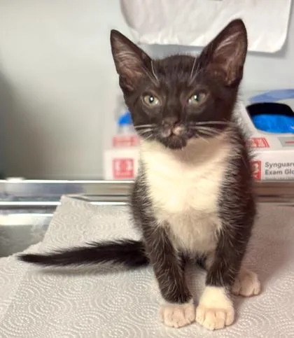 A baby small-sized female Domestic Short Hair cat named Nae Nae for adoption in Fresno, CA