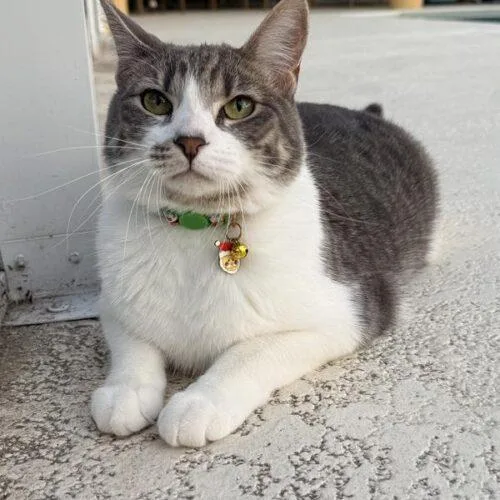A young medium-sized female Gray & White Domestic Short Hair cat named Betty White for adoption in Tampa, FL