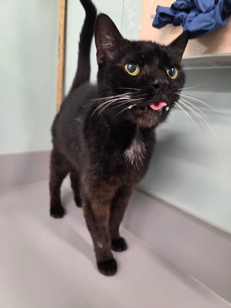 An adult medium-sized female Domestic Short Hair cat named Jewels for adoption in Athens, TN
