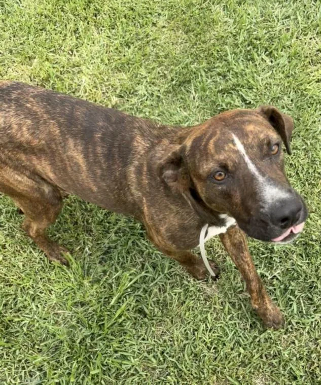 A young large-sized female Labrador Retriever dog named Odette for adoption in Houston, TX