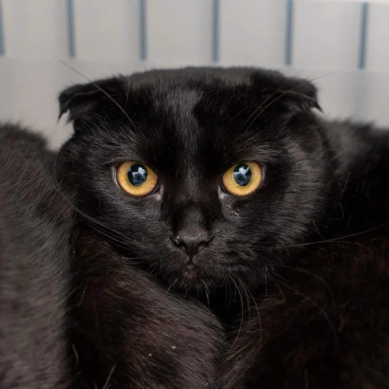 A young small-sized female Black Scottish Fold cat named Lara for adoption in New York, NY