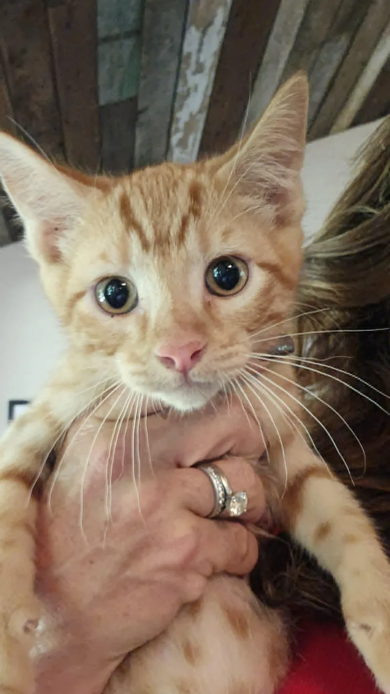 A baby medium-sized male Orange / Red Domestic Short Hair cat named Titus for adoption in Alexandria, LA