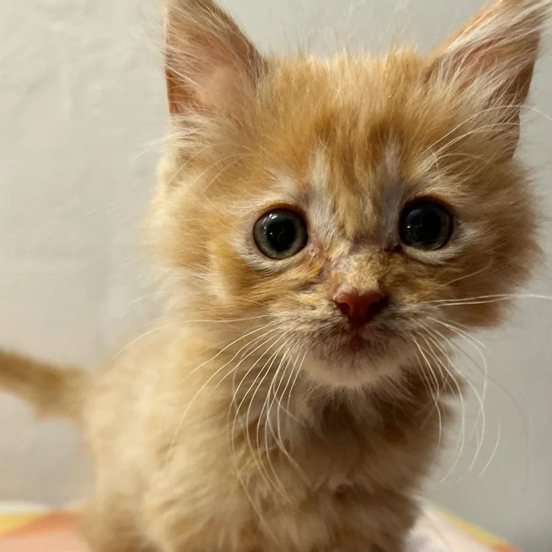 A baby small-sized male Orange / Red Domestic Medium Hair cat named Mogwai for adoption in Mount Shasta, CA
