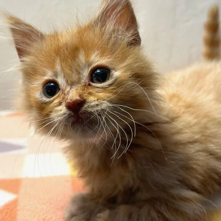 Mogwai thumbnail 2