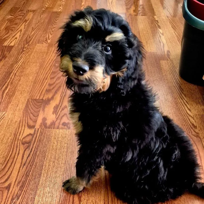 A baby medium-sized male Black Goldendoodle dog named Benson for adoption in Columbus, OH
