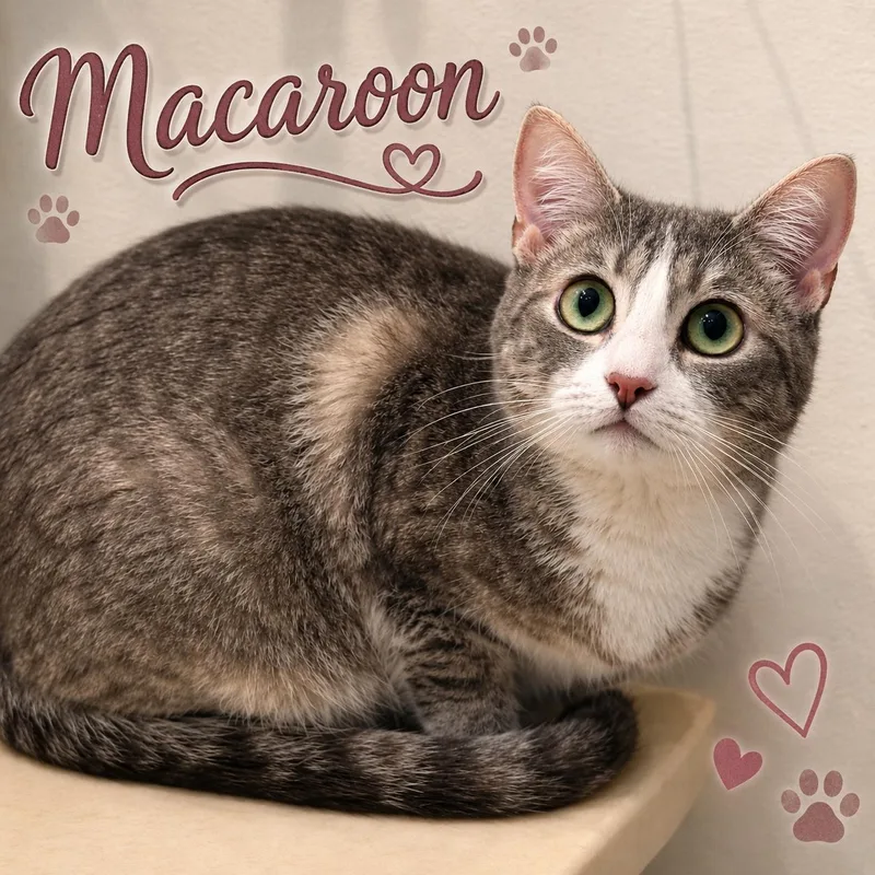 A young medium-sized female Gray & White Domestic Short Hair cat named Macaroon for adoption in Spring Branch, TX