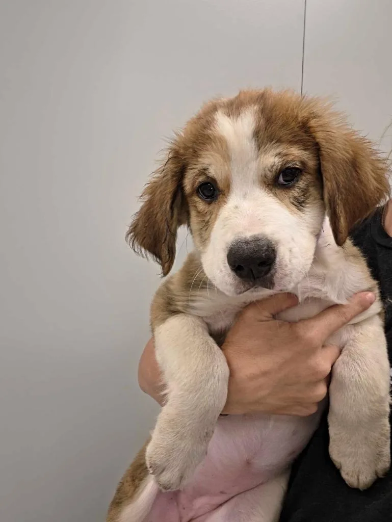 A baby large-sized female Great Pyrenees dog named Emily Dickenson for adoption in Chillicothe, OH