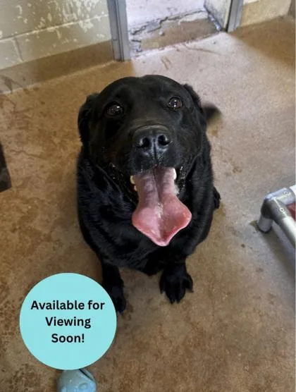 An adult large-sized male Labrador Retriever dog named Bear for adoption in Kalispell, MT