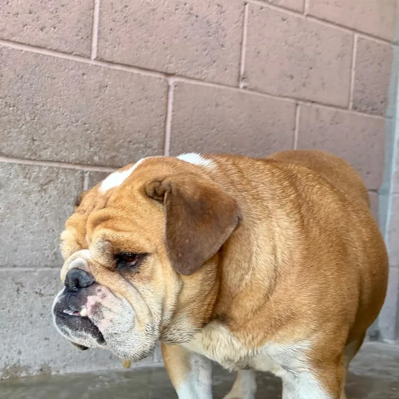 A young medium-sized female Brown / Chocolate English Bulldog dog named Frisky for adoption in Yuma, AZ