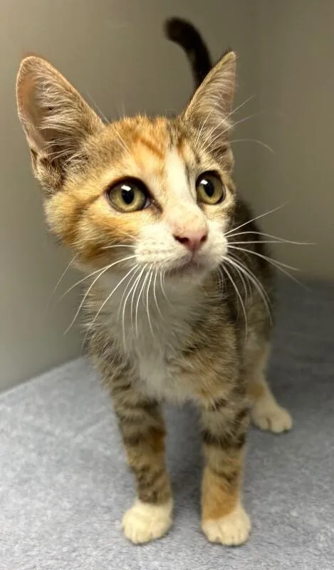 A young medium-sized female Tortoiseshell Domestic Short Hair cat named Broccoli for adoption in Katy, TX