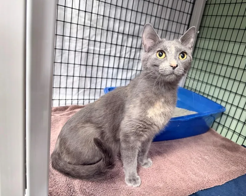 A young medium-sized female Domestic Short Hair cat named Baby Carrot for adoption in Raleigh, NC