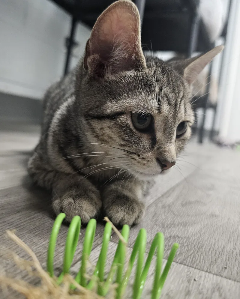 A baby small-sized female Tabby (Gray / Blue / Silver) Domestic Short Hair cat named Casey for adoption in Morganton, NC