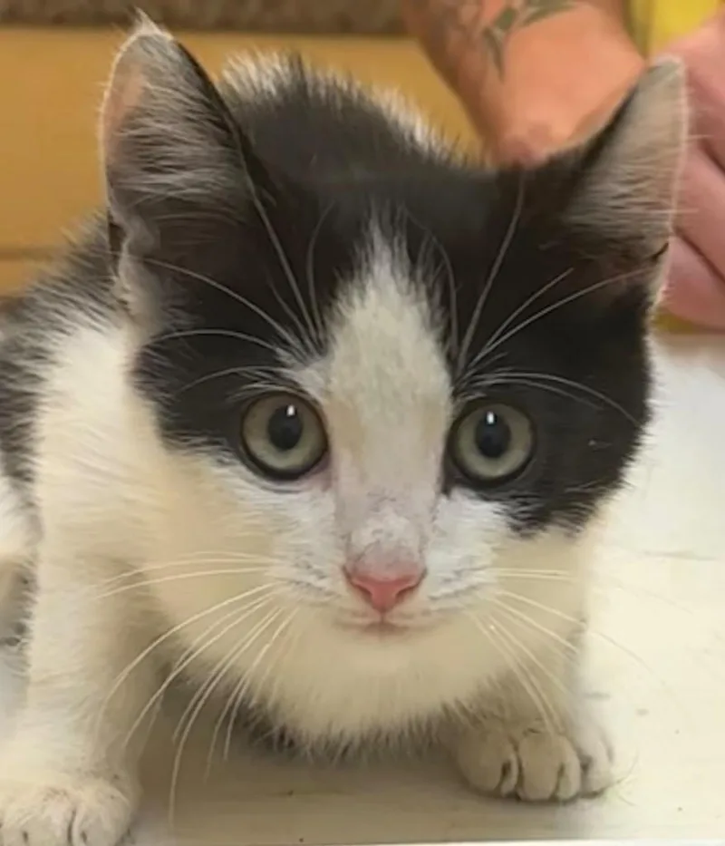 A baby small-sized male Domestic Short Hair cat named Tyson for adoption in Elizabethton, TN