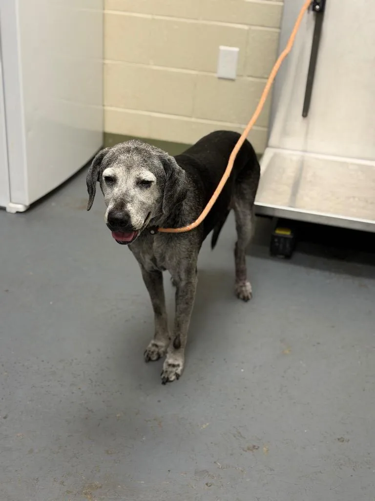 A senior large-sized female Hound dog named Bailey for adoption in Winder, GA
