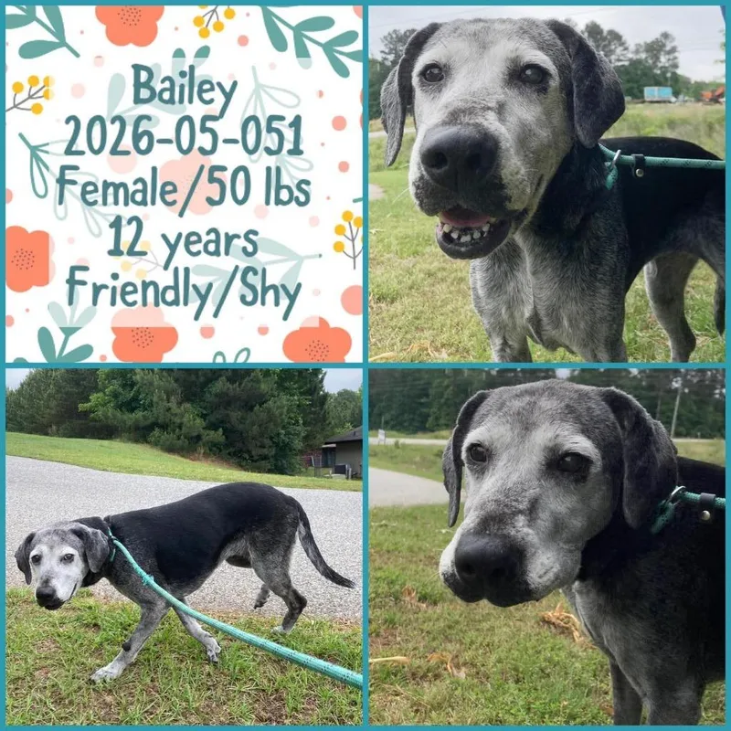 Bailey thumbnail 2