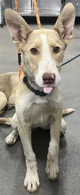 A young small-sized female Siberian Husky dog named Jazzy for adoption in Upper Marlboro, MD