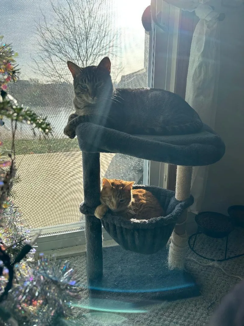 Finney And Mishu thumbnail 3