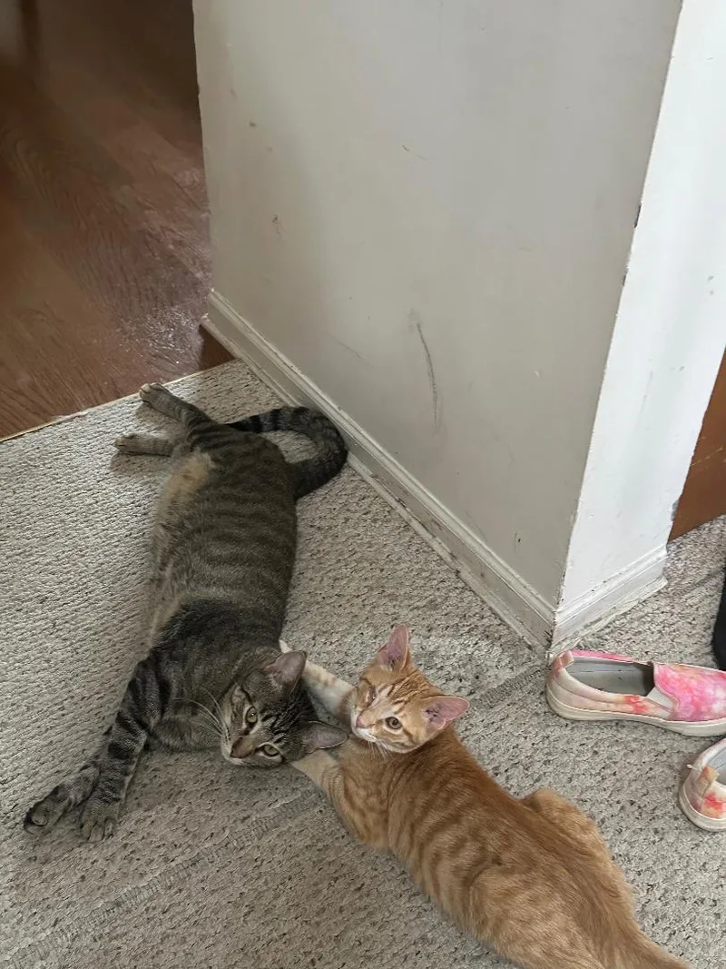 Finney And Mishu thumbnail 5