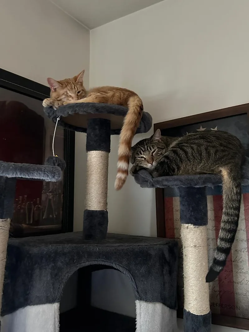 Finney And Mishu thumbnail 6