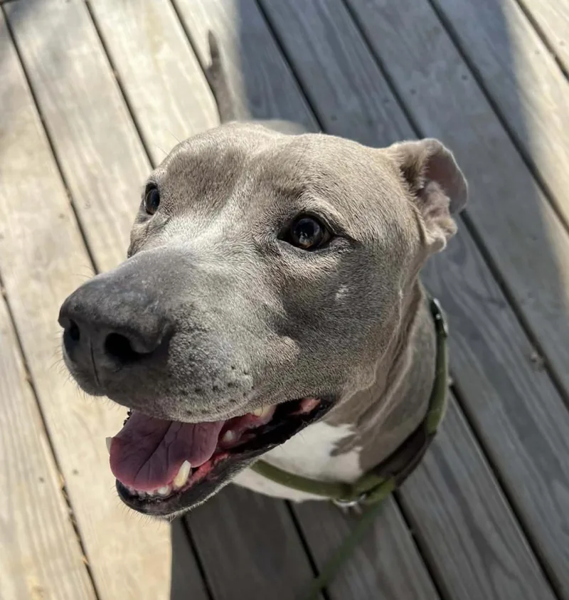 Graco Ever Extendfit Dlx thumbnail 2