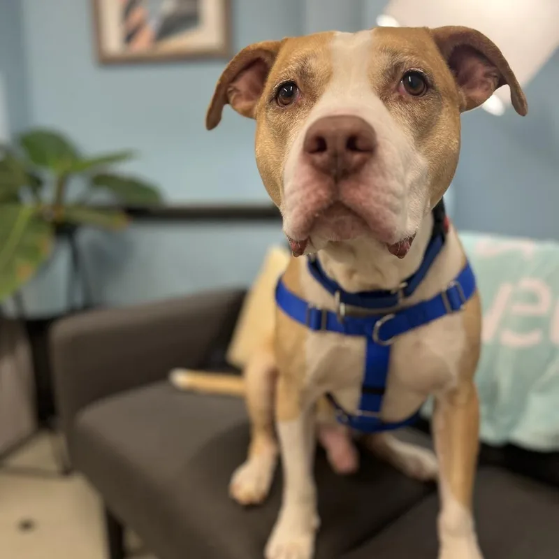 An adult large-sized male Yellow / Tan / Blond / Fawn Pit Bull Terrier dog named Jake for adoption in Chicago, IL