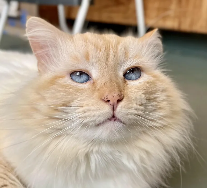 An adult medium-sized male Flame Point Siamese cat named Sheba for adoption in Springfield, OR