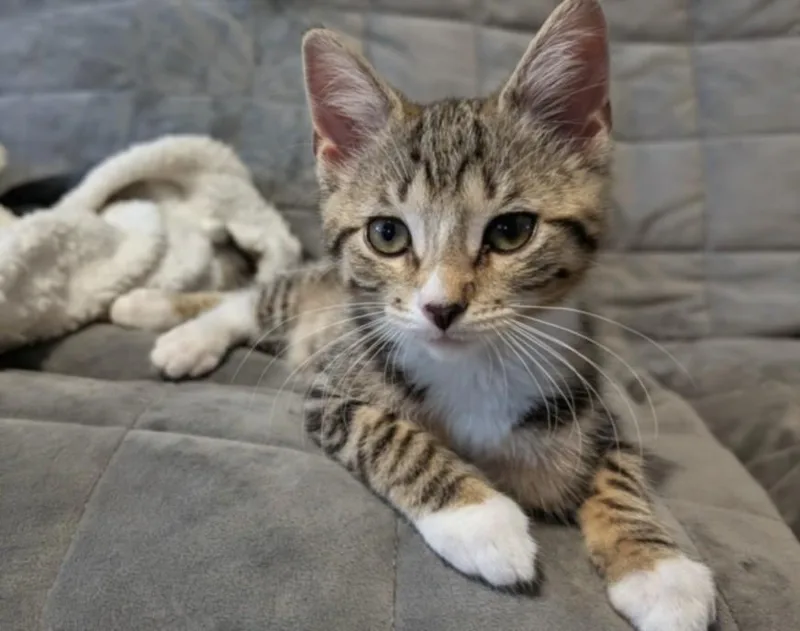 A baby small-sized female Domestic Short Hair cat named Saxophone for adoption in Hagerstown, MD