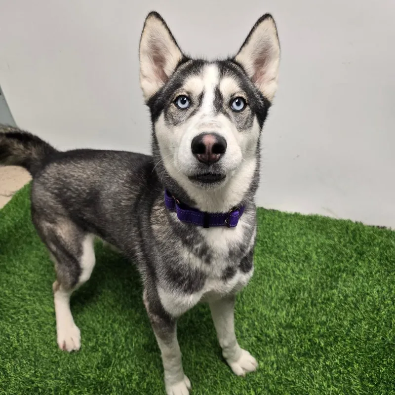 An adult medium-sized female Black Siberian Husky dog named Moon Dancer Aka Shadow for adoption in Columbia, MO