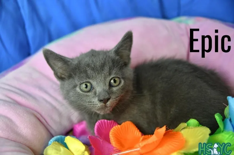 A baby medium-sized male Domestic Short Hair cat named Epic for adoption in Fort Mill, SC