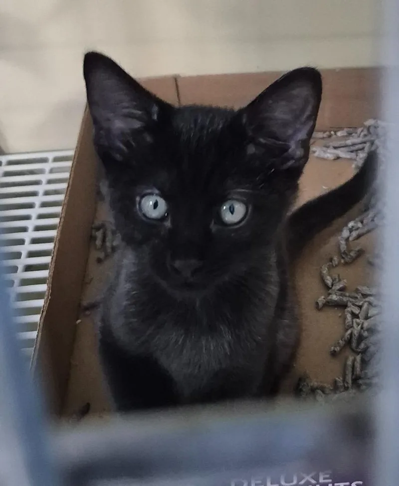 A baby medium-sized male Domestic Short Hair cat named Scout for adoption in Cincinnati, OH