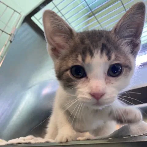 A baby small-sized female Gray / Blue / Silver Domestic Short Hair cat named Moira for adoption in Dayton, OH