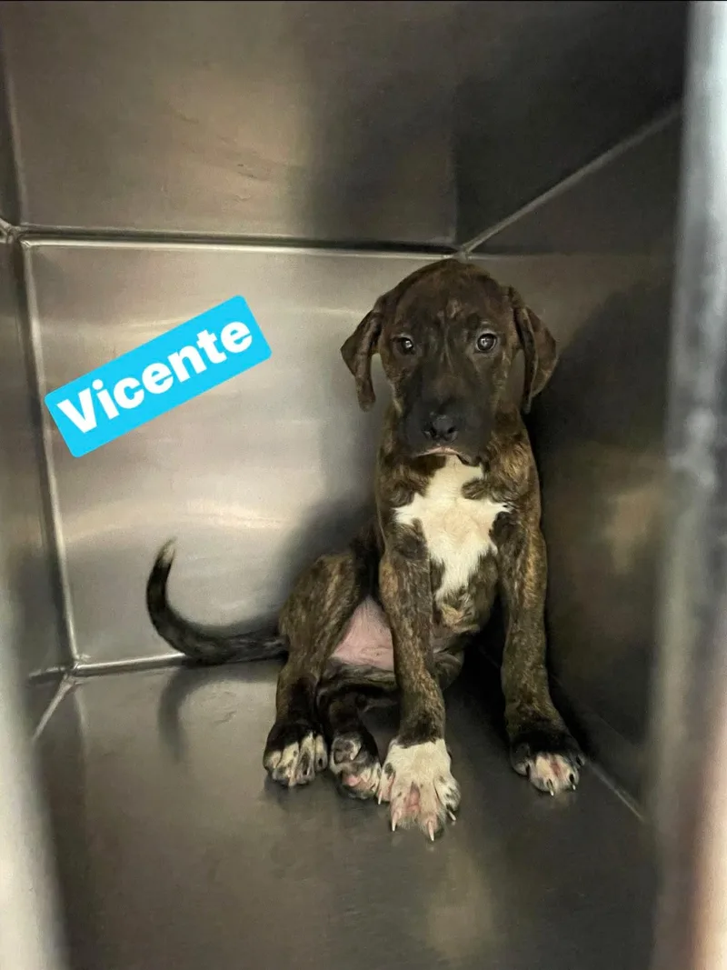 Vincente